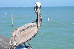 fabulous Florida Pelican Bird