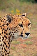 Portrait of the beautiful and colorful, spotted cheetah in South Africa