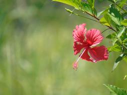 Flower Nature Plant