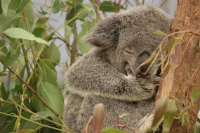 goodly Koala Australia