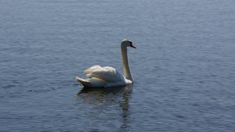 amazingly beautiful Swan
