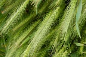 Wheat Collection Ears