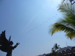 Angel And Birds Mexico