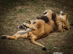 lazy lion is resting in the zoo