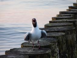 a seagull is standing on a wooden breakwater