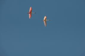 colored birds in the blue sky