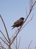 Bird Starling Branch