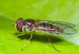 Insect Macro fly