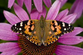 Butterfly Echinacea Coneflower