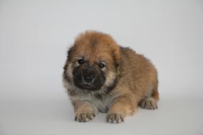photo of eurasier puppy on a white background