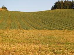 village Field at Summer