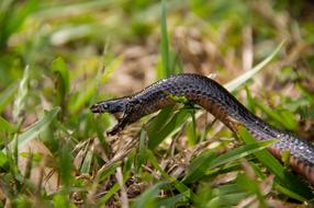 Red-Bellied Black Snake Dead