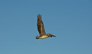 grey pelican in flight