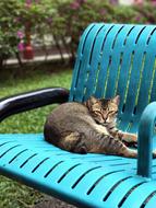 cat lies on a turquoise garden chair
