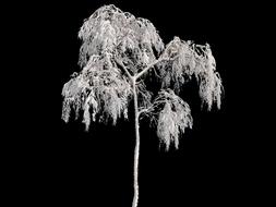 tree in the cold snow