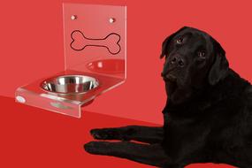fabulous Dog black Labrador