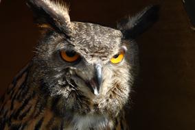 fabulous Bird Raptor