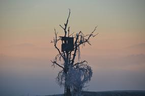 Treehouse and sunset Sky