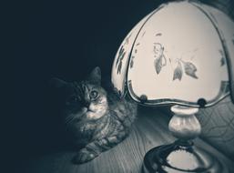 Cat beside table Lamp at darkness