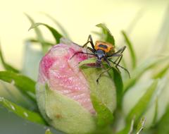 goodly Beetle Goldenrod Soldier