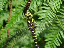 impressively beautiful Golden-Ringed Dragonfly