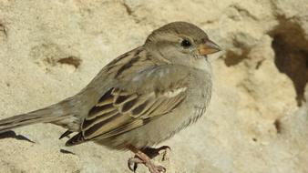 perfect Sparrow Bird