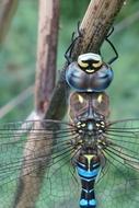 Migrant Hawker Dragonfly on dry stem, detail, macro