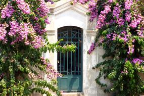 blooming Bougainvillea at white wall with grid door