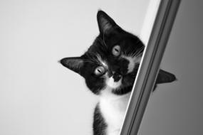 black and white cat looking from window
