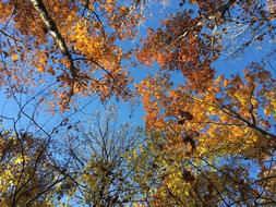 Forest Autumn Nature