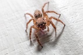 The Spider Macro Insects