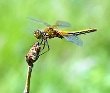 dragonfly sits on a tree bud