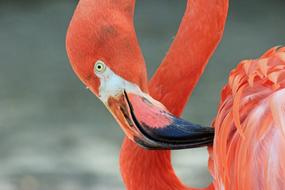goodly Flamingo Bird red