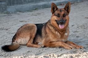 goodly Dog German Shepherd Lying