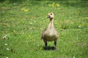 goodly Duck Young Bird