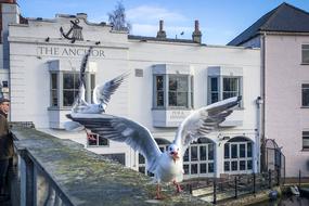 landing seagulls on the city roof