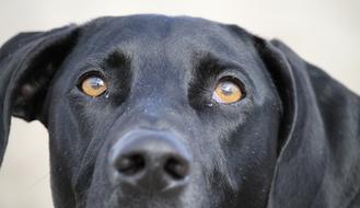 face of a black dog close up