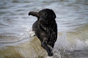 portrait of black dog runs on beach through wave