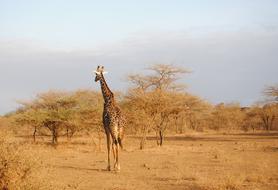 Giraffe Kenya Tsavo