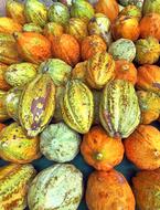 Cocoa Ghana