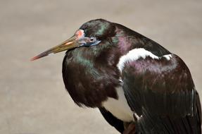 Green Heron, water Bird close up