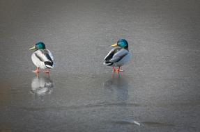 Ducks Mallards Waterfowl