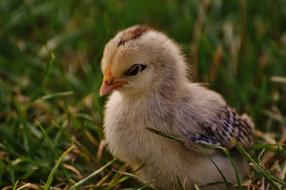 fluffy chicken in tall green grass