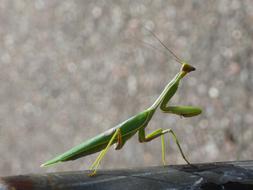 fabulous Mantis Insect Green