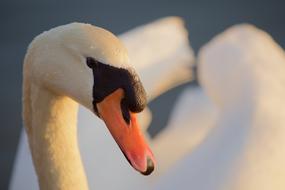 Animals Birds
