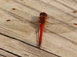 Dragonfly Deck