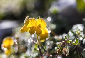 Black Medick Yellow Wildflower