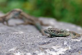 Lizard Stone Wall Reptile