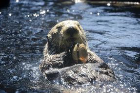 Otter lays on back in water