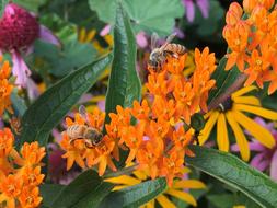 bees collect nectar on bright summer flowers
